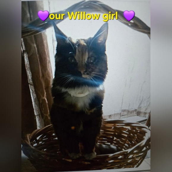 💥✨💜PLEASE LIKE & FOLLOW 4 Live Show💜(💥Usually Sat @11:00 PST💥) @Lulusfaire - Picture 8 of 14